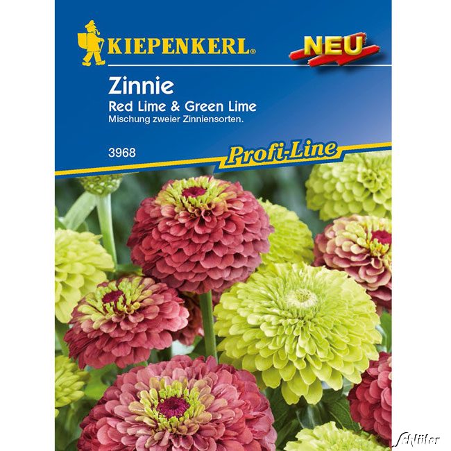 Zinnie &#039;Red Lime&#039;  & &#039;Green Lime&#039; Lieferform: Portionssaatgut von Kiepenkerl