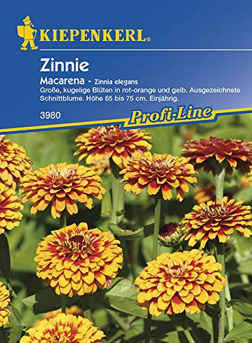 Zinnien - Zinnie Red Yellow Bicolor Macarena von Kiepenkerl von Kiepenkerl