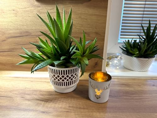 3 Stück Übertopf Klassik 13 cm weiß im Set, Blumenübertopf Sukkulententopf Kakteentopf Pflanztopf Blumentopf Orchideentopf Zimmerpflanzen Deko Topf 3 Stück Übertopf Klassik 13 cm weiß im Set, Blumenübertopf Sukkulententopf Kakteentopf Pflanztopf Blumentopf Orchideentopf Zimmerpflanzen Deko Topf von Kimmel