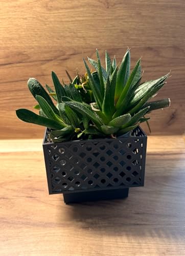 Kimmel Übertopf eckig 11 cm grau 2er Set Blumenübertopf Orchideentopf Pflanztopf Blumentopf Deko Topf Pflanzkübel Kimmel Übertopf eckig 11 cm grau 2er Set Blumenübertopf Orchideentopf Pflanztopf Blumentopf Deko Topf Pflanzkübel von Kimmel