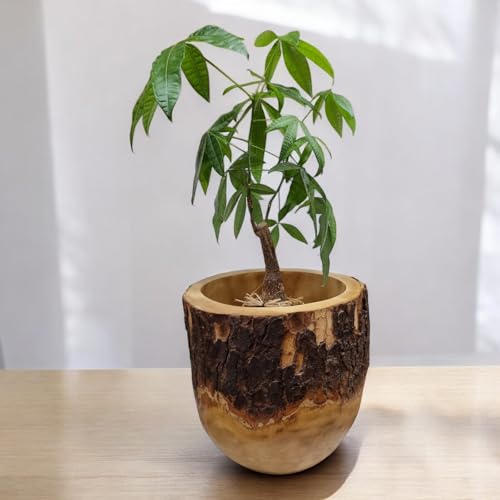Mango Holz Übertopf Ø 30 cm | Handgefertigter Blumentopf aus Massivholz | Nachhaltiges Design für Wohnzimmer & Büro | Einzigartige Holzmaserung | Naturprodukt (Ø 30 cm) von Kinaree