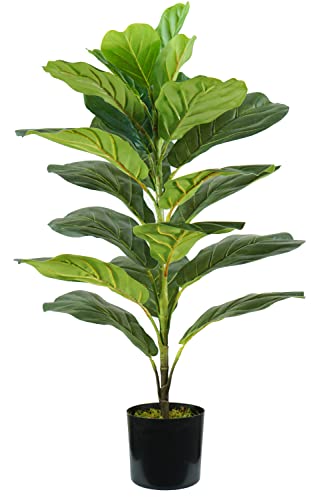 Ficus Lyrata H. 75 cm 21 Blatt von King Collection