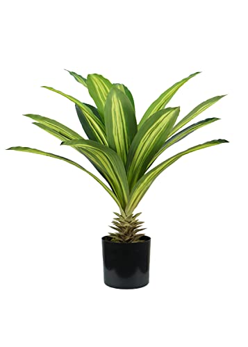 King Collection Pflanze DRACAENA H. 60 cm 19 Blätter von King Collection