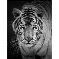 KiNZLER Wohndecke "Mikrofaser Fotodruck "Tiger"" von Kinzler