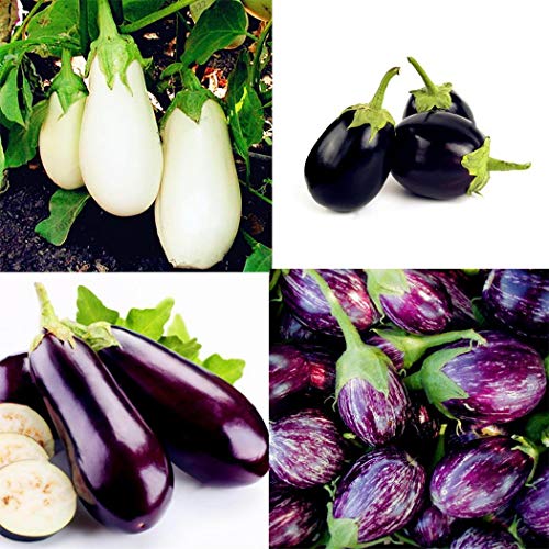 Kisshes Seedhouse – 200 Stück Bio Aubergine für Gemüse, pflanzlich, biologisch, Samen, violett, weiß, Aubergine, gemischte Saatgut von Kisshes Seedhouse