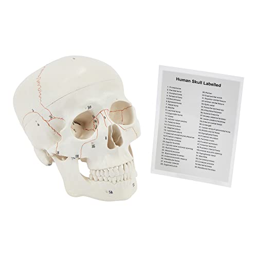 Menschlicher Totenkopf, Anatomischer 3-teiliger medizinischer Schädel in Lebensgröße, Totenkopf von 1–55, medizinisches Lehr- und Lernmodell, perfektes Geschenk für medizinische Studenten Menschlicher Totenkopf, Anatomischer 3-teiliger medizinischer Schädel in Lebensgröße, Totenkopf von 1–55, medizinisches Lehr- und Lernmodell, perfektes Geschenk für medizinische Studenten von Kits of Medicine