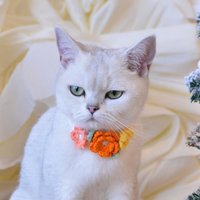 Zauberhafte Orangenblüten Festliches Weihnachtliches Haustierhalsband Für Schnurrende Eleganz von KittenArtCrochet
