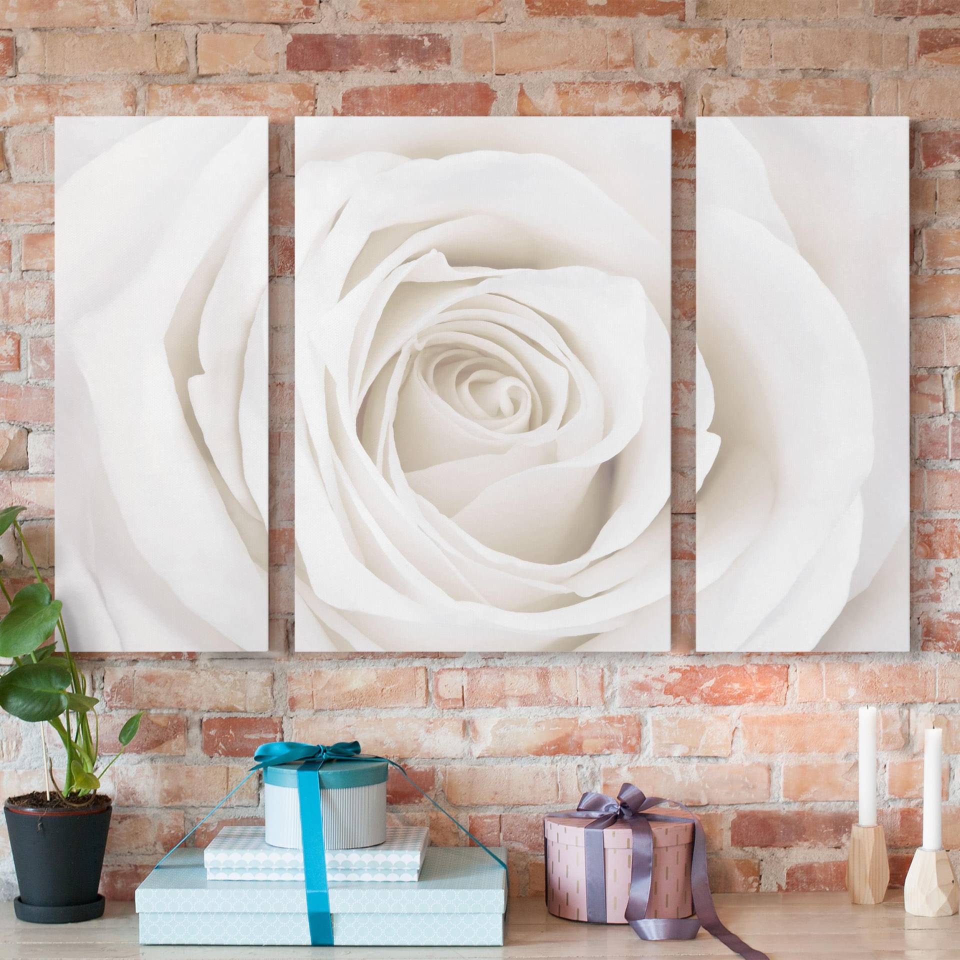 3-teiliges Leinwandbild Blumen Pretty White Rose von Klebefieber