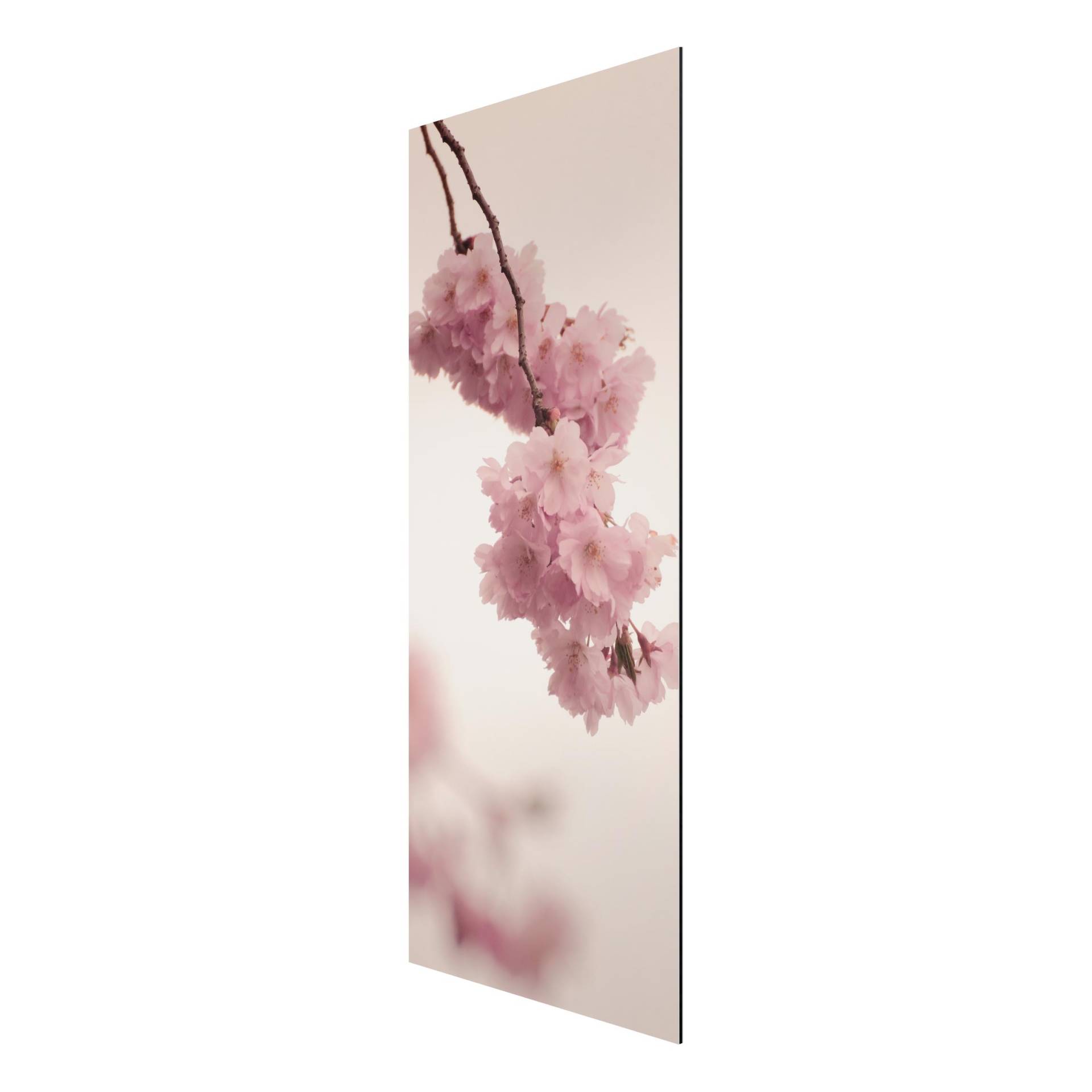 Alu-Dibond Bild Zartrosane Frühlingsblüte mit Bokeh von Klebefieber