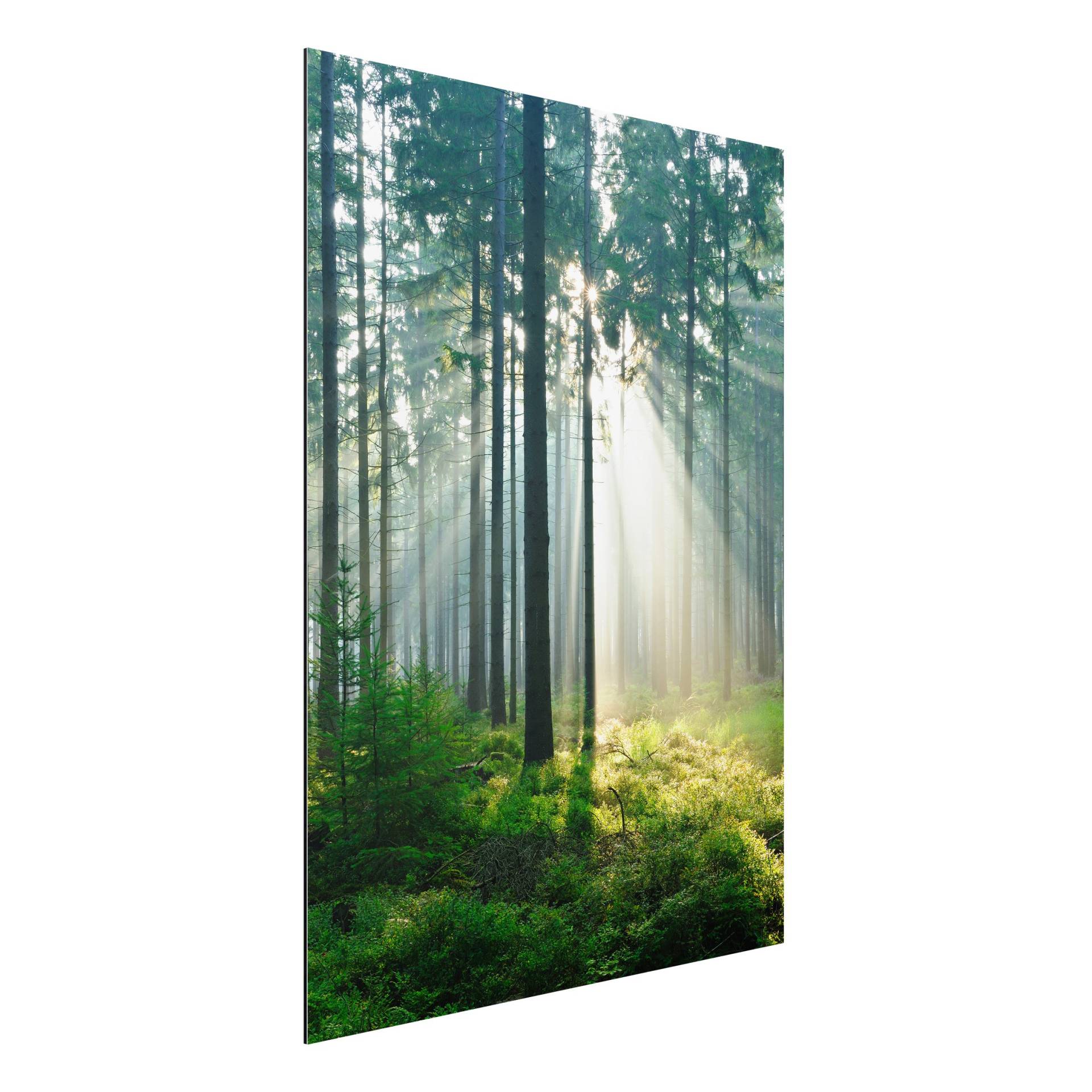 Alu-Dibond Natur & Landschaft Enlightened Forest von Klebefieber