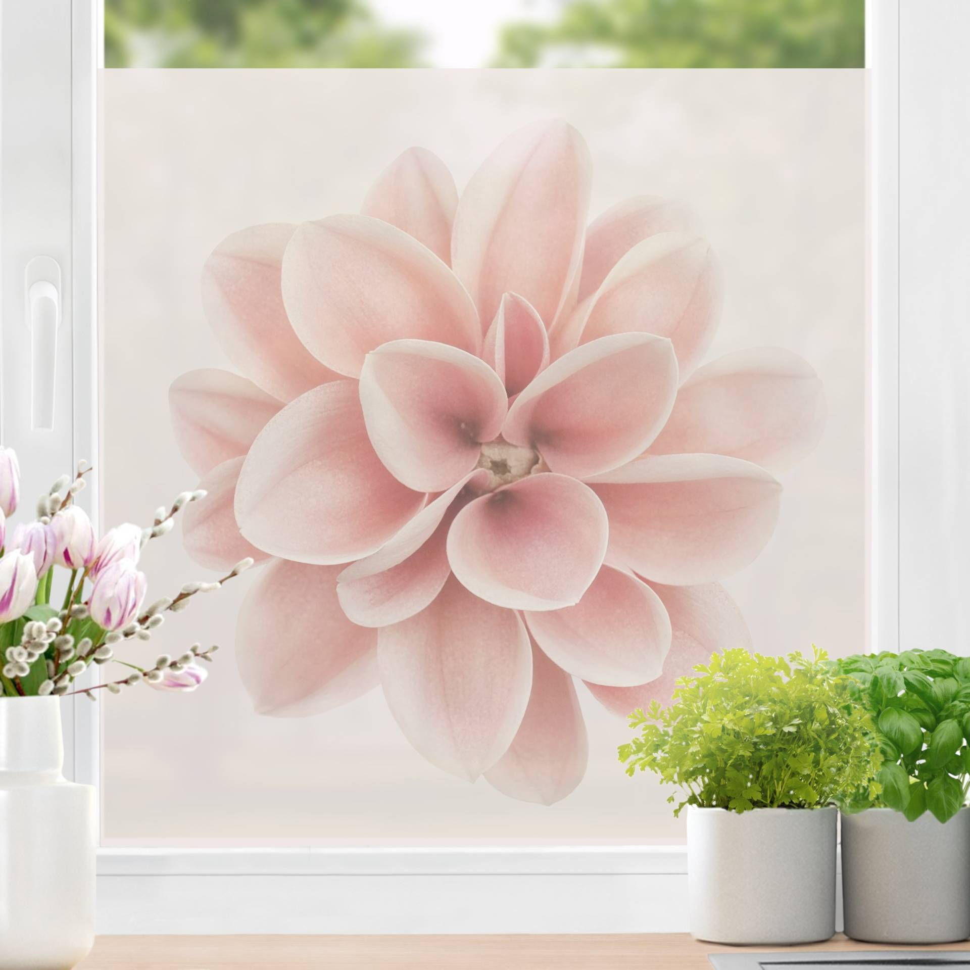 Fensterfolie Dahlie Rosa Pastell Blume Zentriert von Klebefieber