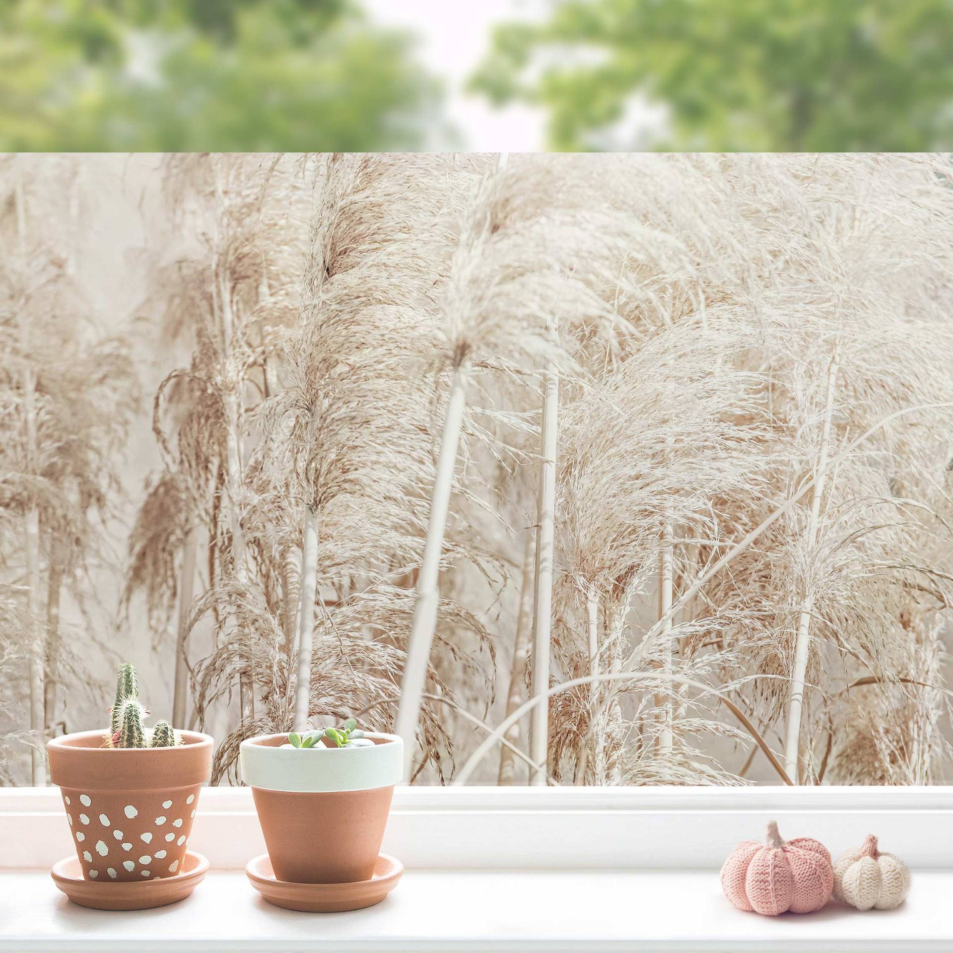 Fensterfolie Warmes Pampasgras im Sommer von Klebefieber