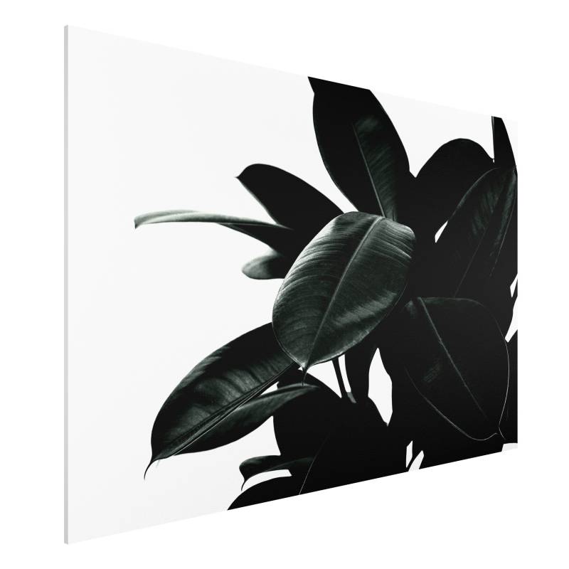 Forexbild Gummibaum Blätter Dunkelgrün von Klebefieber