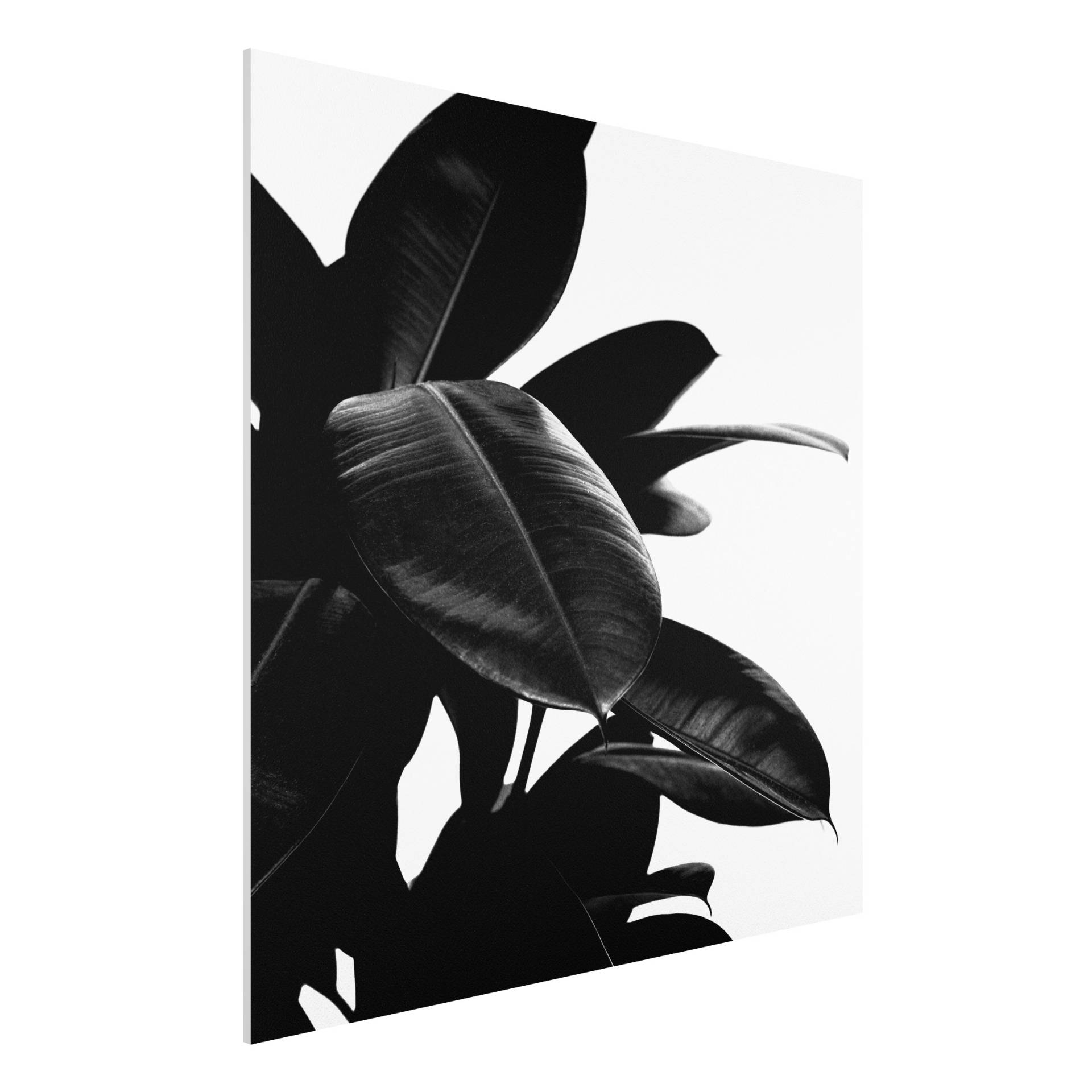 Forexbild Gummibaum Blätter Schwarz Weiß von Klebefieber