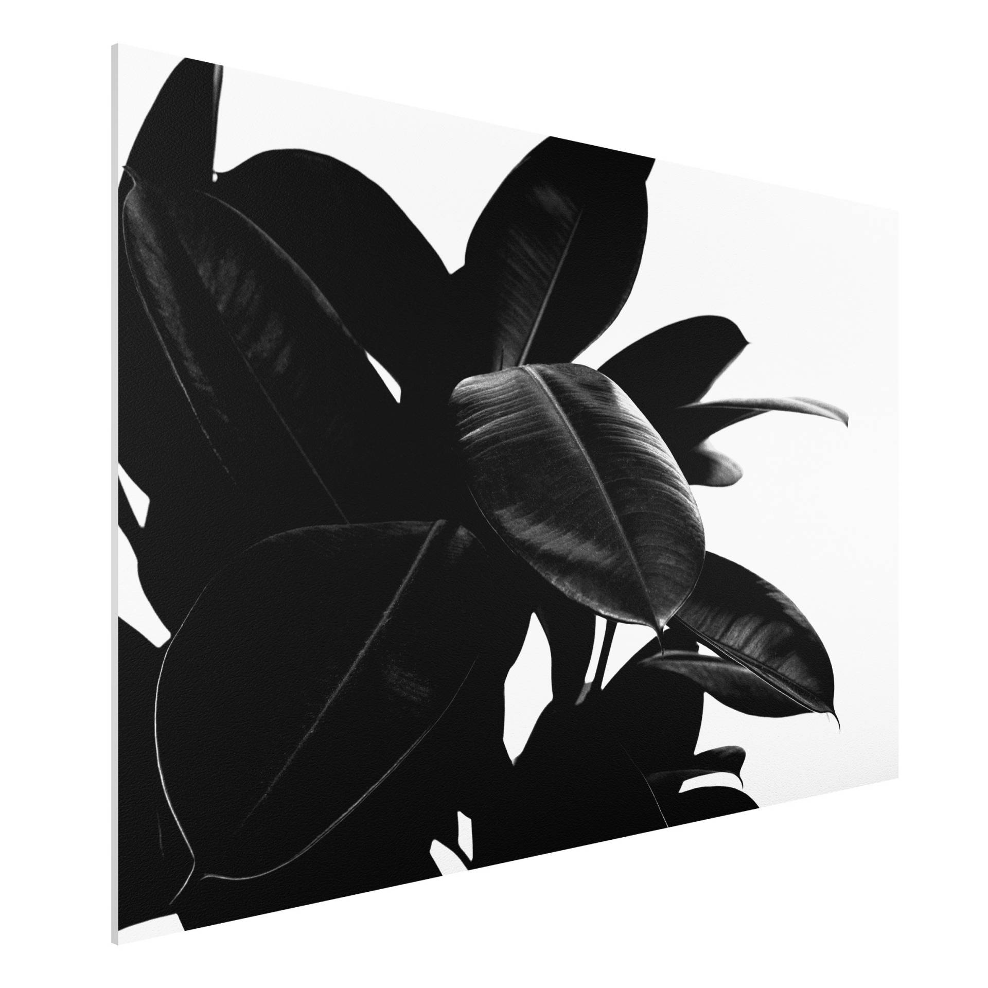 Forexbild Gummibaum Blätter Schwarz Weiß von Klebefieber