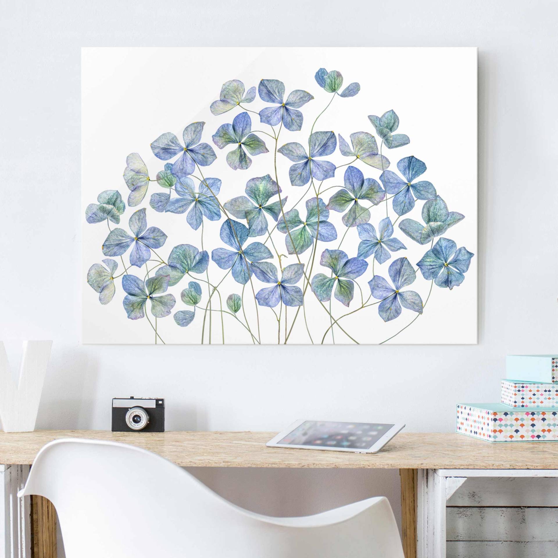 Glasbild Blumen Blaue Hortensienblüten von Klebefieber