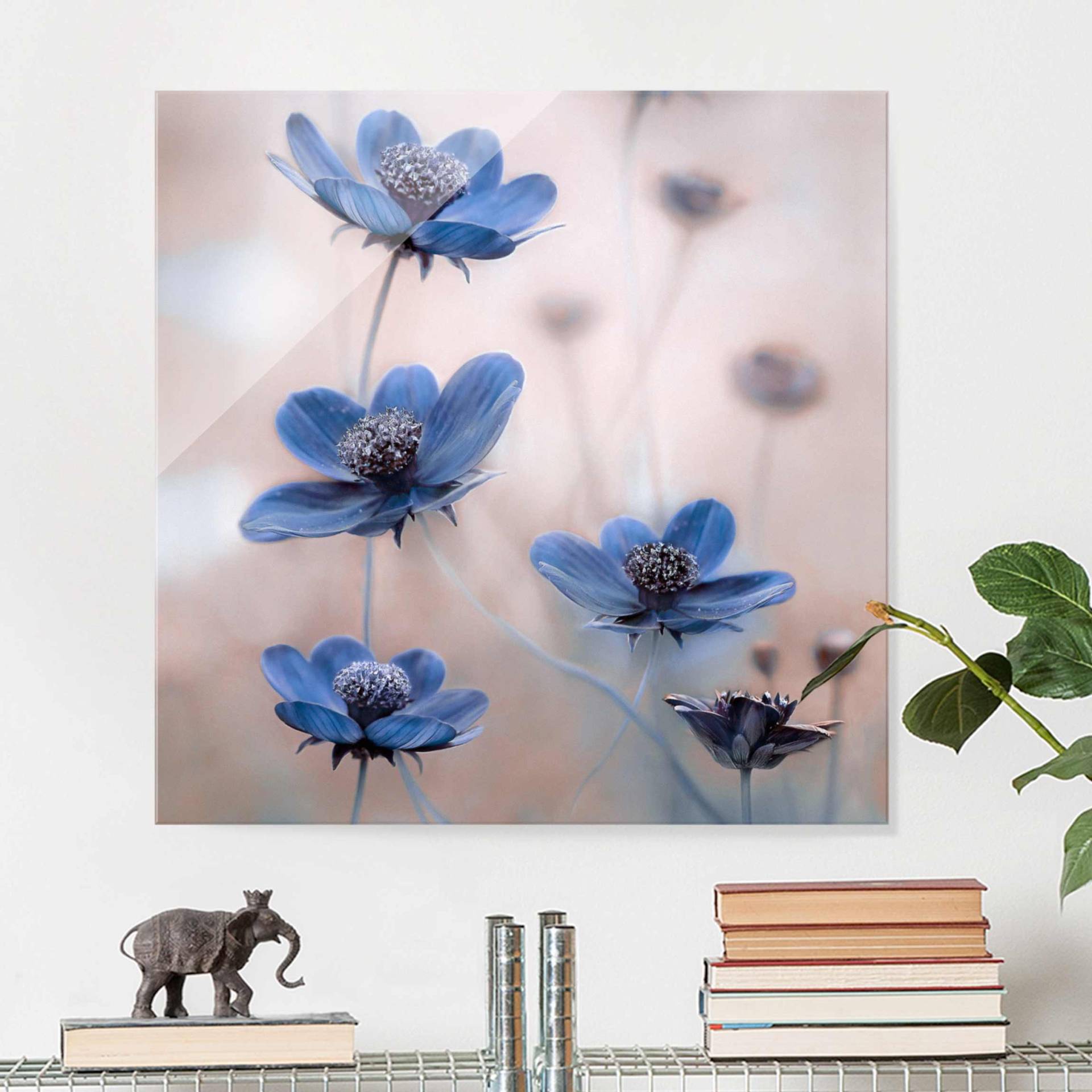 Glasbild Blumen Blaue Kosmeen von Klebefieber