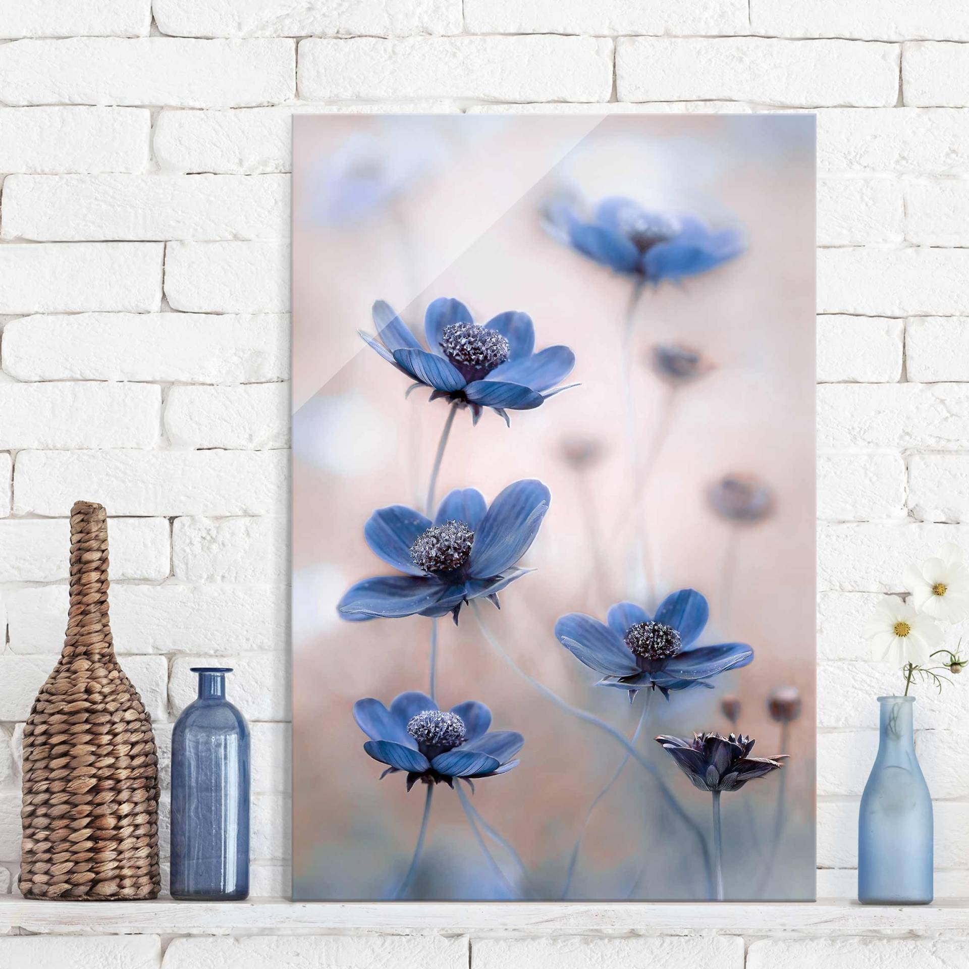 Glasbild Blumen Blaue Kosmeen von Klebefieber