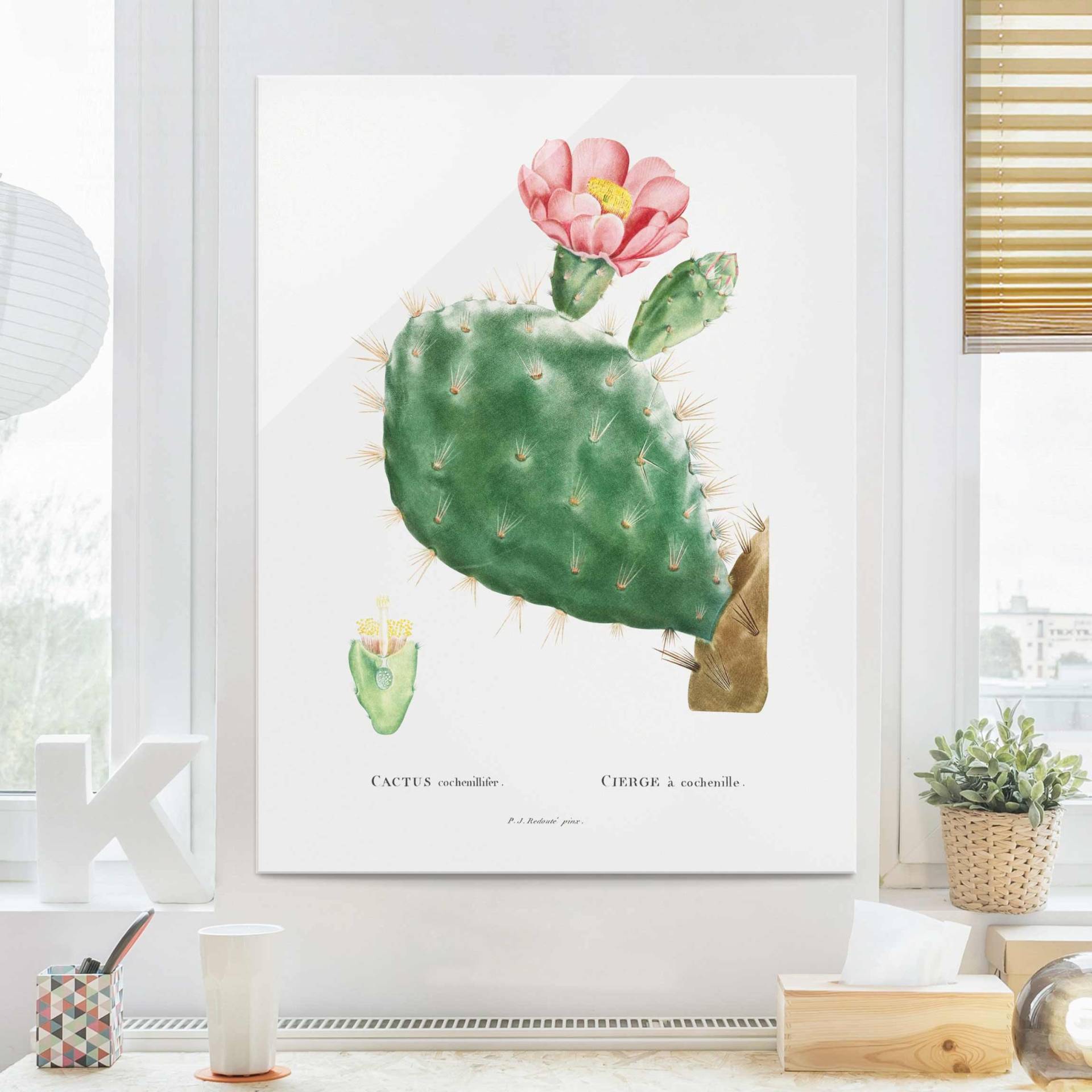 Glasbild Botanik Vintage Illustration Kaktus Rosa Blüte von Klebefieber