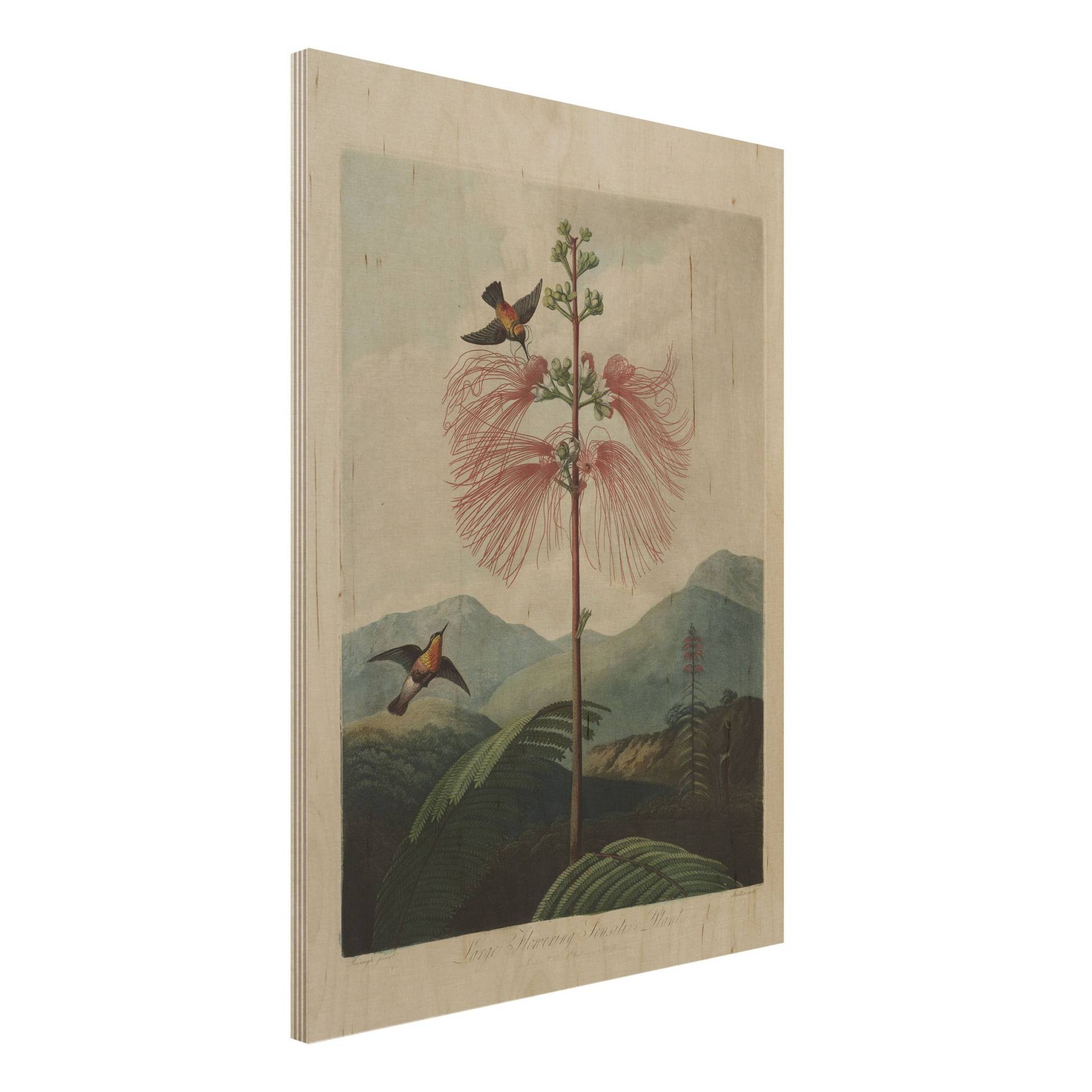 Holzbild Botanik Vintage Illustration Blüte und Kolibri von Klebefieber