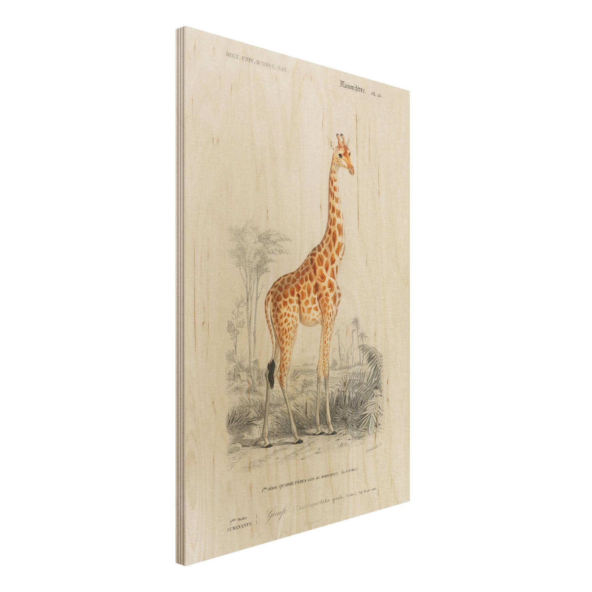 Holzbild Vintage Lehrtafel Giraffe von Klebefieber
