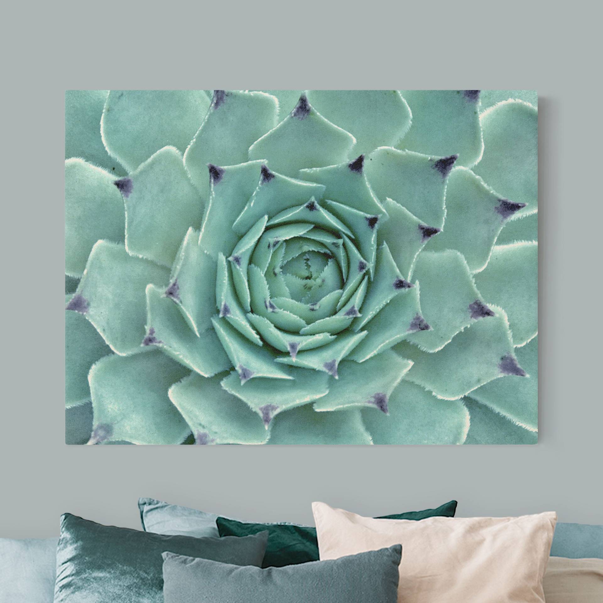 Leinwandbild auf Naturcanvas Kaktus Agave von Klebefieber