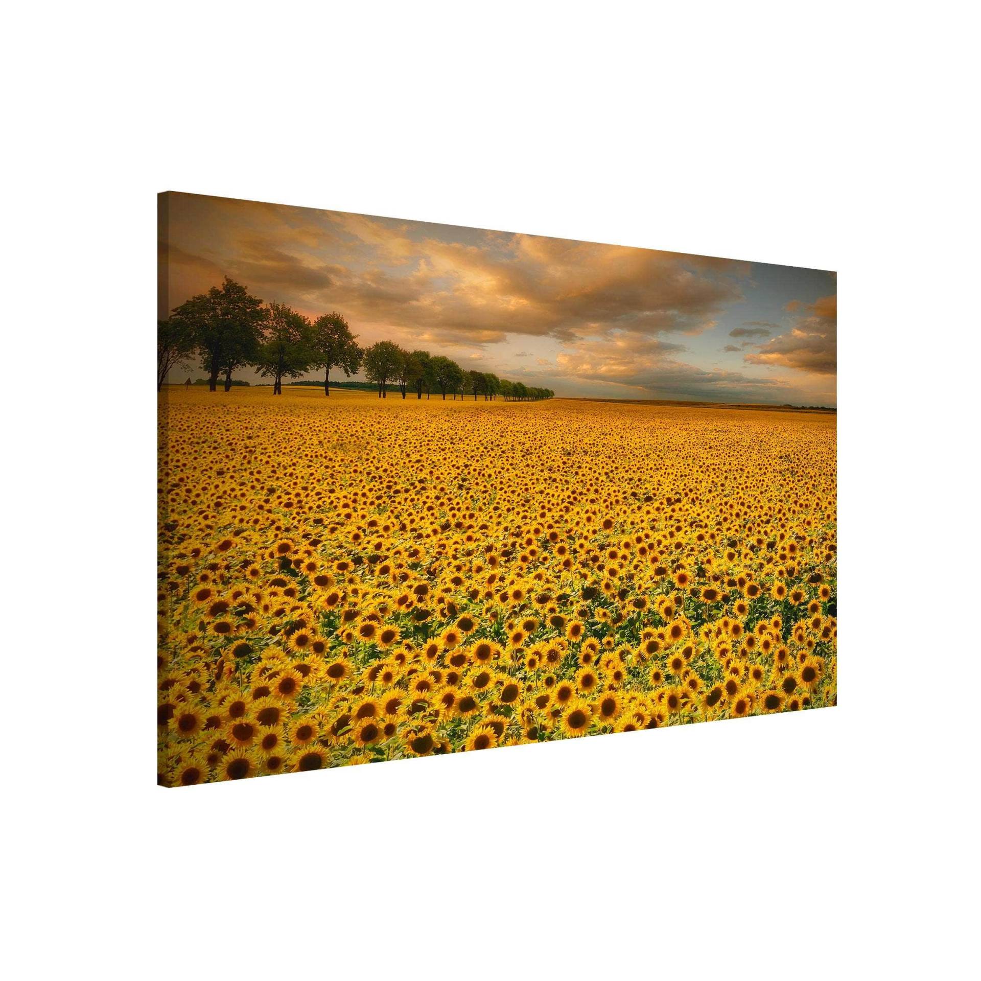 Magnettafel Feld mit Sonnenblumen von Klebefieber
