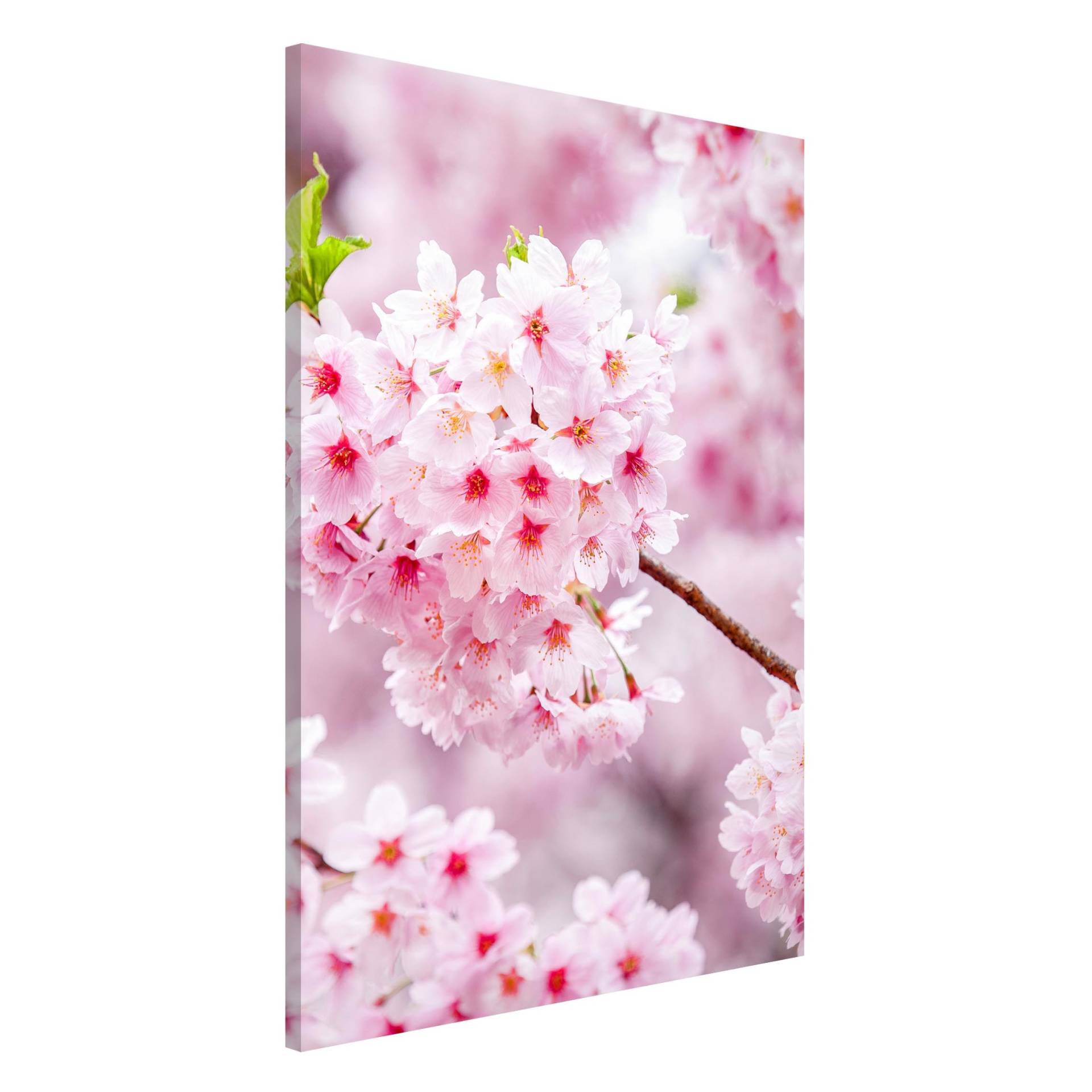 Magnettafel Japanische Kirschblüten von Klebefieber