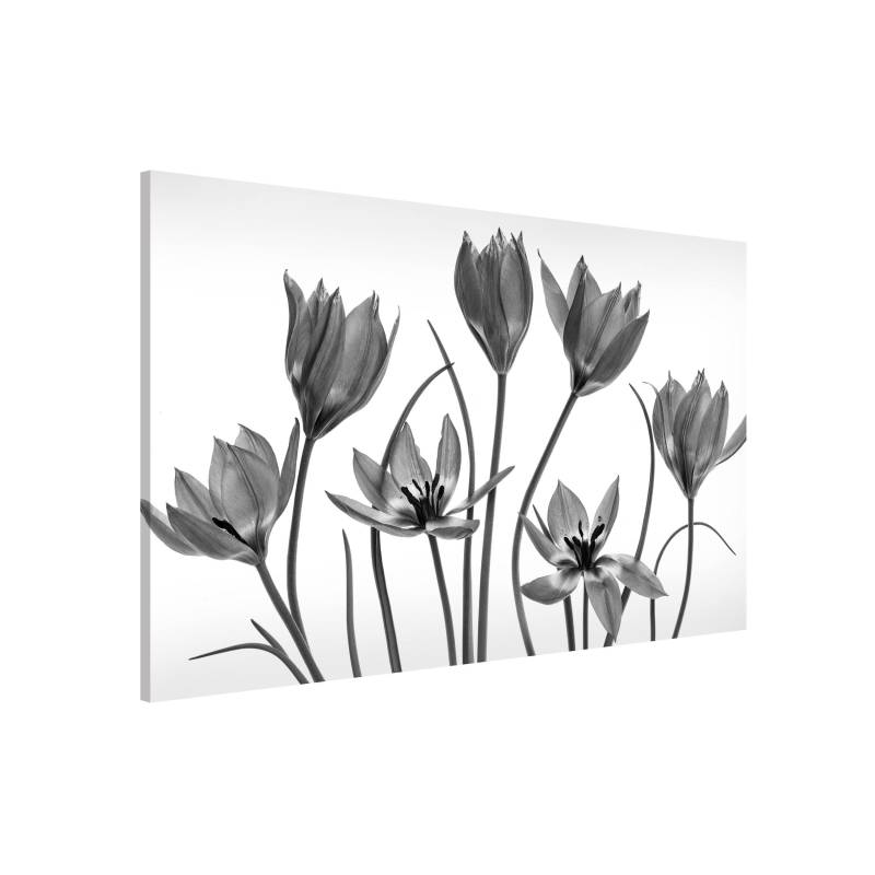 Magnettafel Sieben Tulpenblüten Schwarz-Weiß von Klebefieber