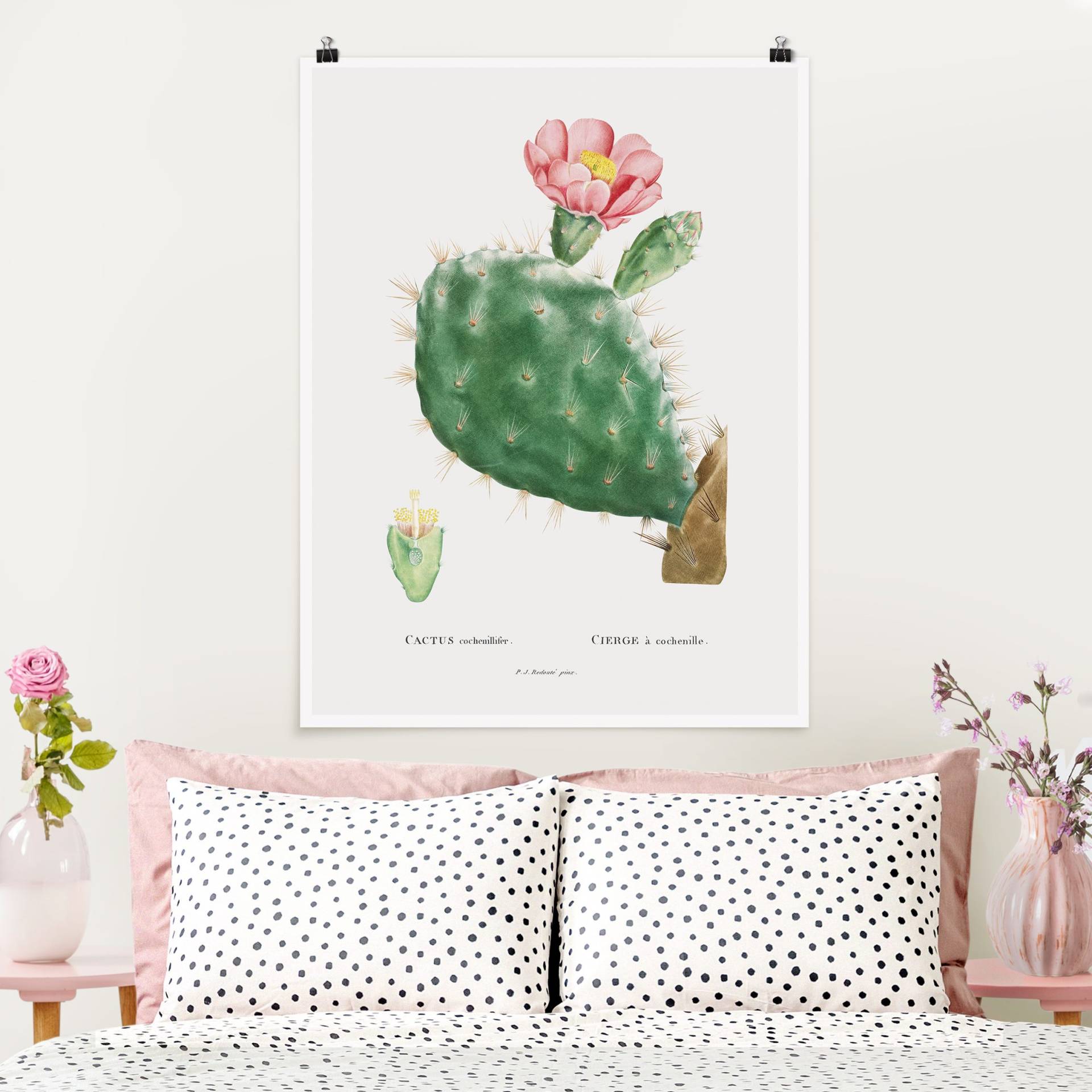 Poster Botanik Vintage Illustration Kaktus Rosa Blüte von Klebefieber