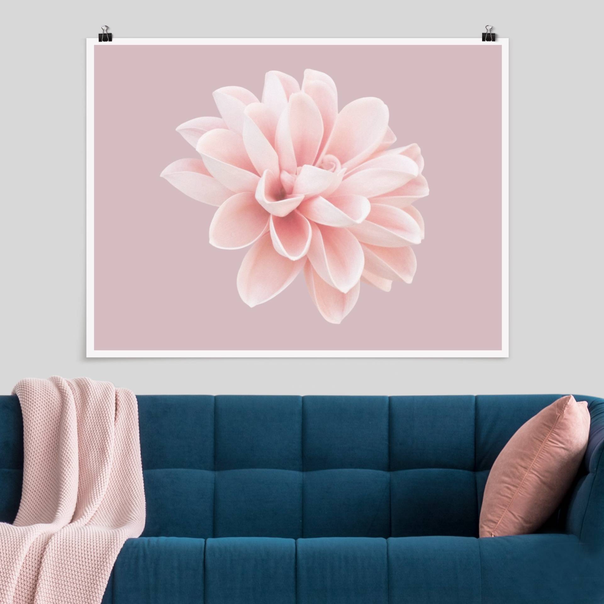 Poster Fotografie Dahlie Blume Lavendel Rosa Weiß von Klebefieber