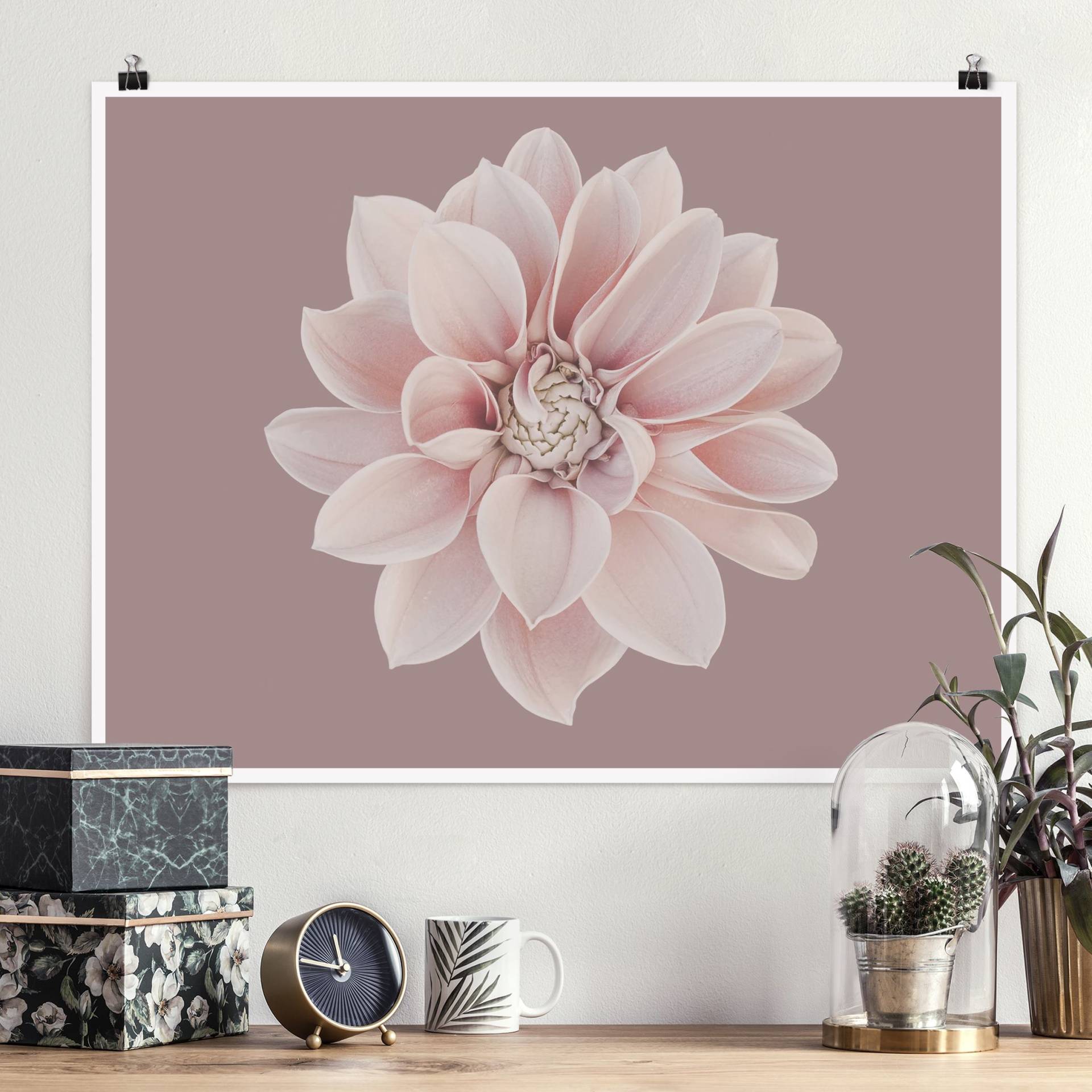 Poster Fotografie Dahlie Blume Lavendel Weiß Rosa von Klebefieber