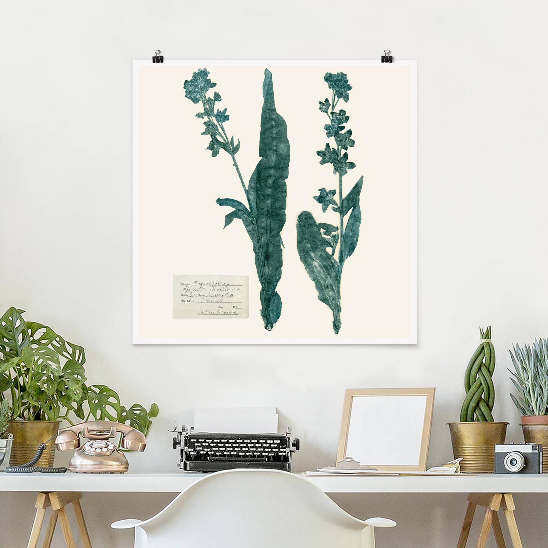 Poster Gepresste Blumen - Hundszunge von Klebefieber