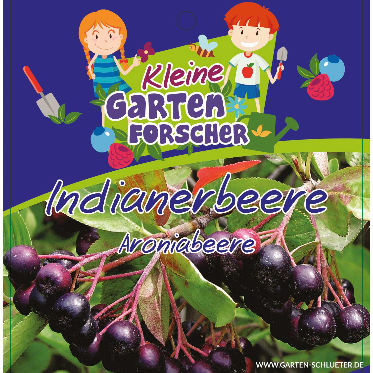 Apfelbeere 'Indianerbeere' Kleine Gartenforscher Liefergröße: ca. 60 - 100 cm Apfelbeere 'Indianerbeere' Kleine Gartenforscher Liefergröße: ca. 60 - 100 cm von Kleine Gartenforscher