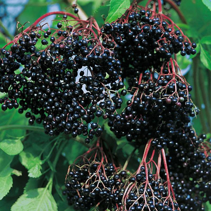 Fliederbeere &#039;Holderbusch&#039; - Kleine Gartenforscher Liefergröße: ca. 60 - 80 cm von Kleine Gartenforscher
