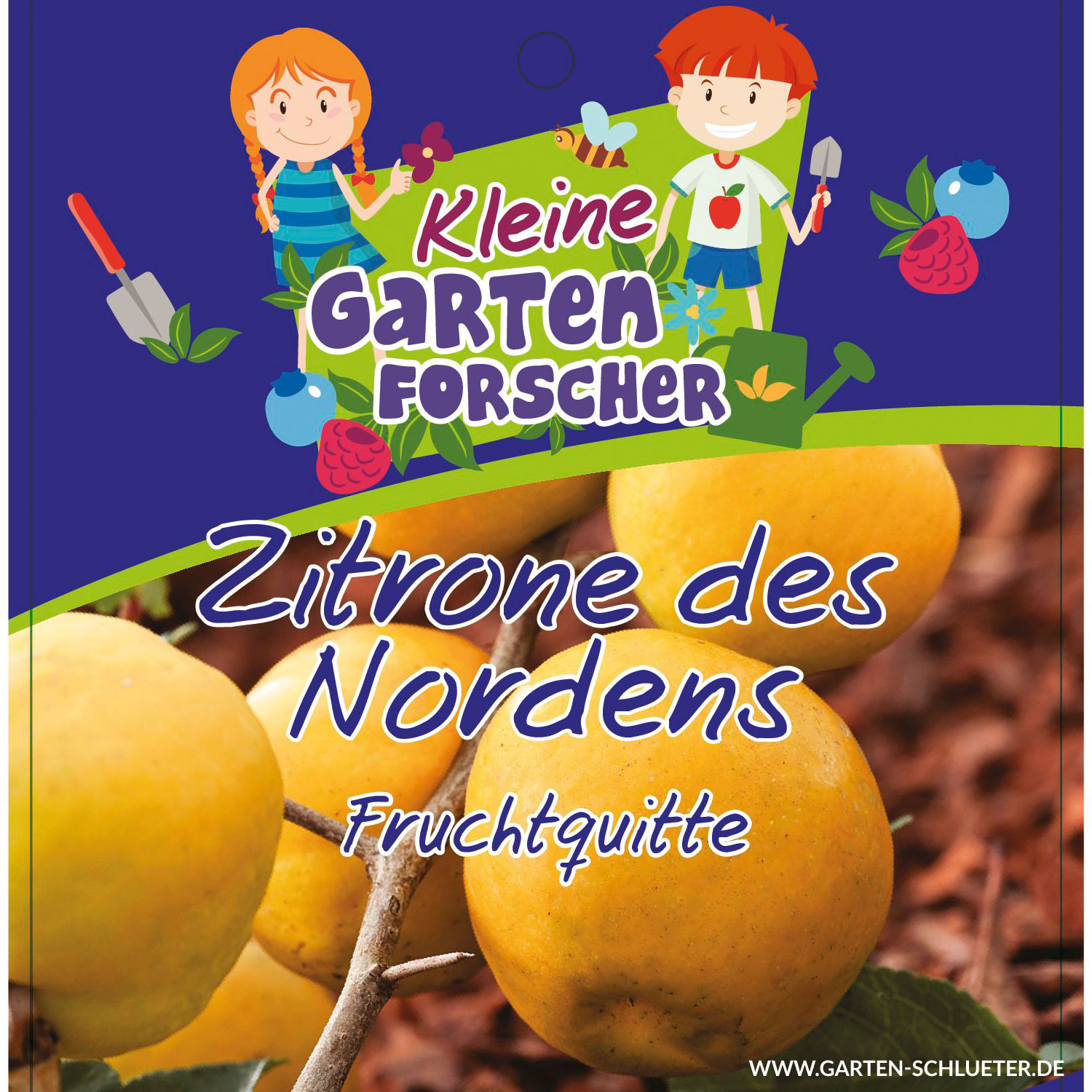 Fruchtquitte 'Zitrone des Nordens'   - Kleine Gartenforscher von Kleine Gartenforscher