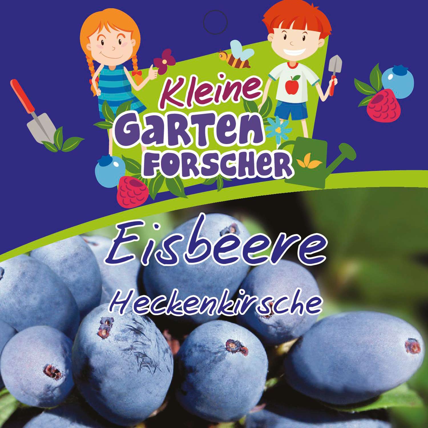 Heckenkirsche 'Eisbeere' Kleine Gartenforscher von Kleine Gartenforscher