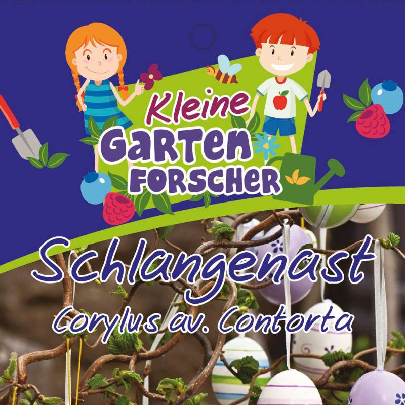 Korkenzieher-Hasel &#039;Schlangenast&#039; Kleine Gartenforscher Liefergröße: 60 - 80 cm von Kleine Gartenforscher