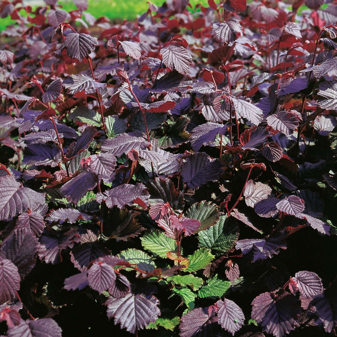 Rotblättrige Haselnuss 'Rotes Kraftpaket'  - Kleine Gartenforscher von Kleine Gartenforscher