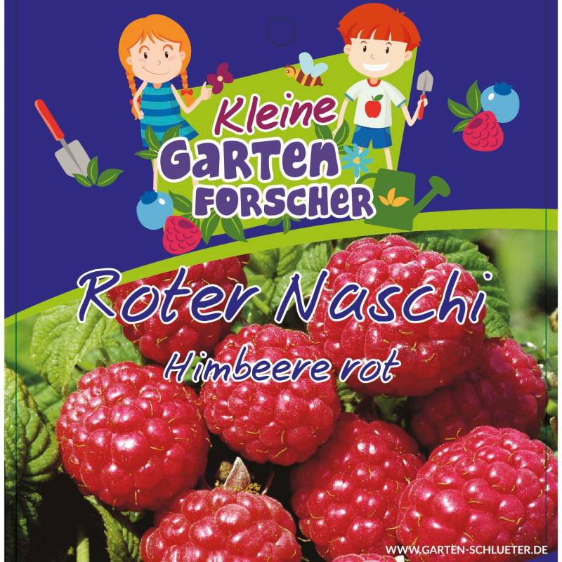 Rote Himbeere &#039;Roter Naschi&#039; Kleine Gartenforscher Liefergröße: ca. 40 - 60 cm von Kleine Gartenforscher