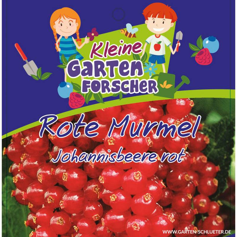 Rote Johannisbeere &#039;Rote Murmel&#039;  - Kleine Gartenforscher 3 Liter Container, 1 Stück Lieferform: Im 3 Liter Topf von Kleine Gartenforscher