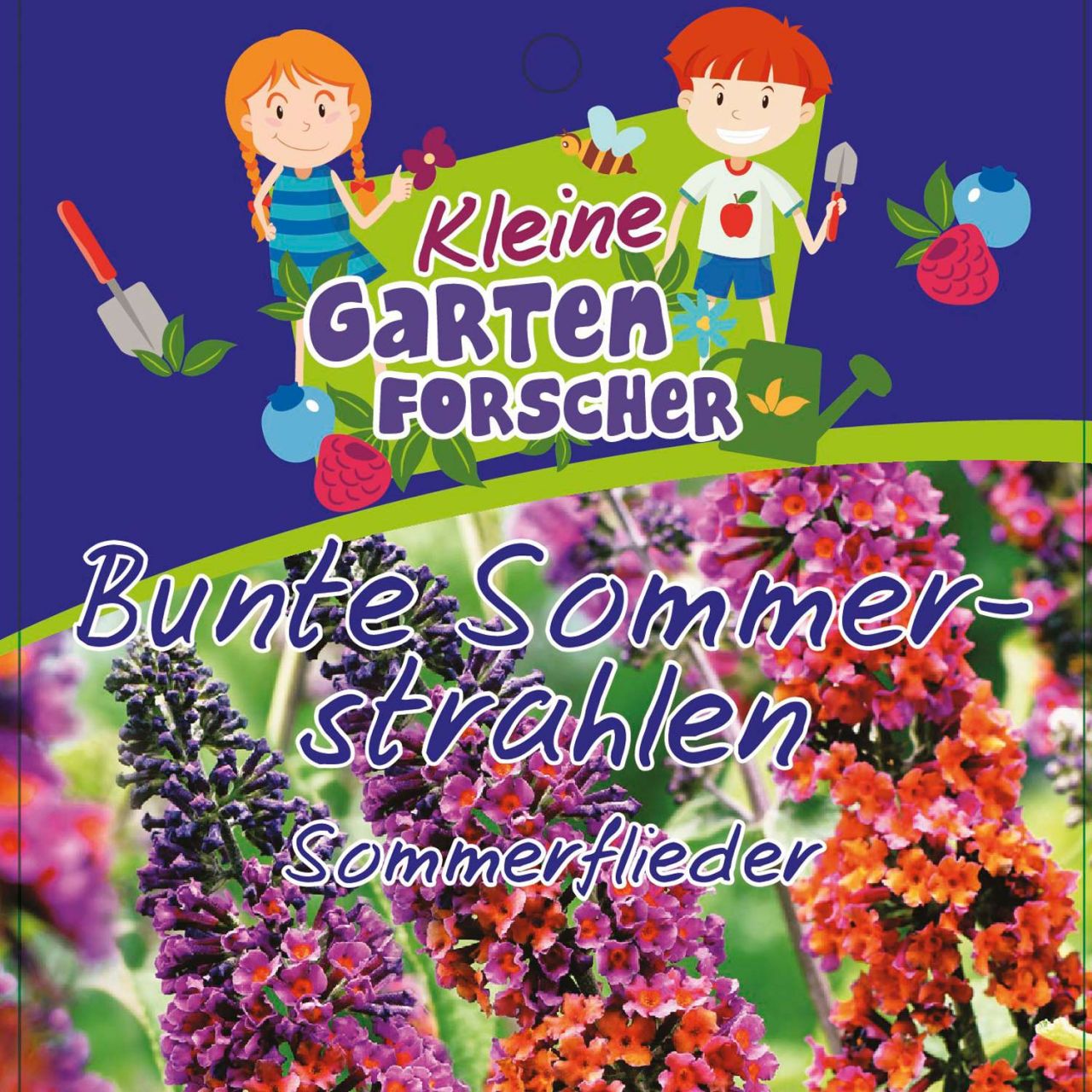 Sommerflieder 'Bunte Sommerstrahlen' Kleine Gartenforscher von Kleine Gartenforscher