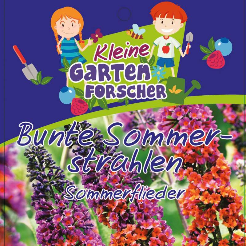 Sommerflieder &#039;Bunte Sommerstrahlen&#039; Kleine Gartenforscher Lieferform: Im 2 Liter Topf von Kleine Gartenforscher