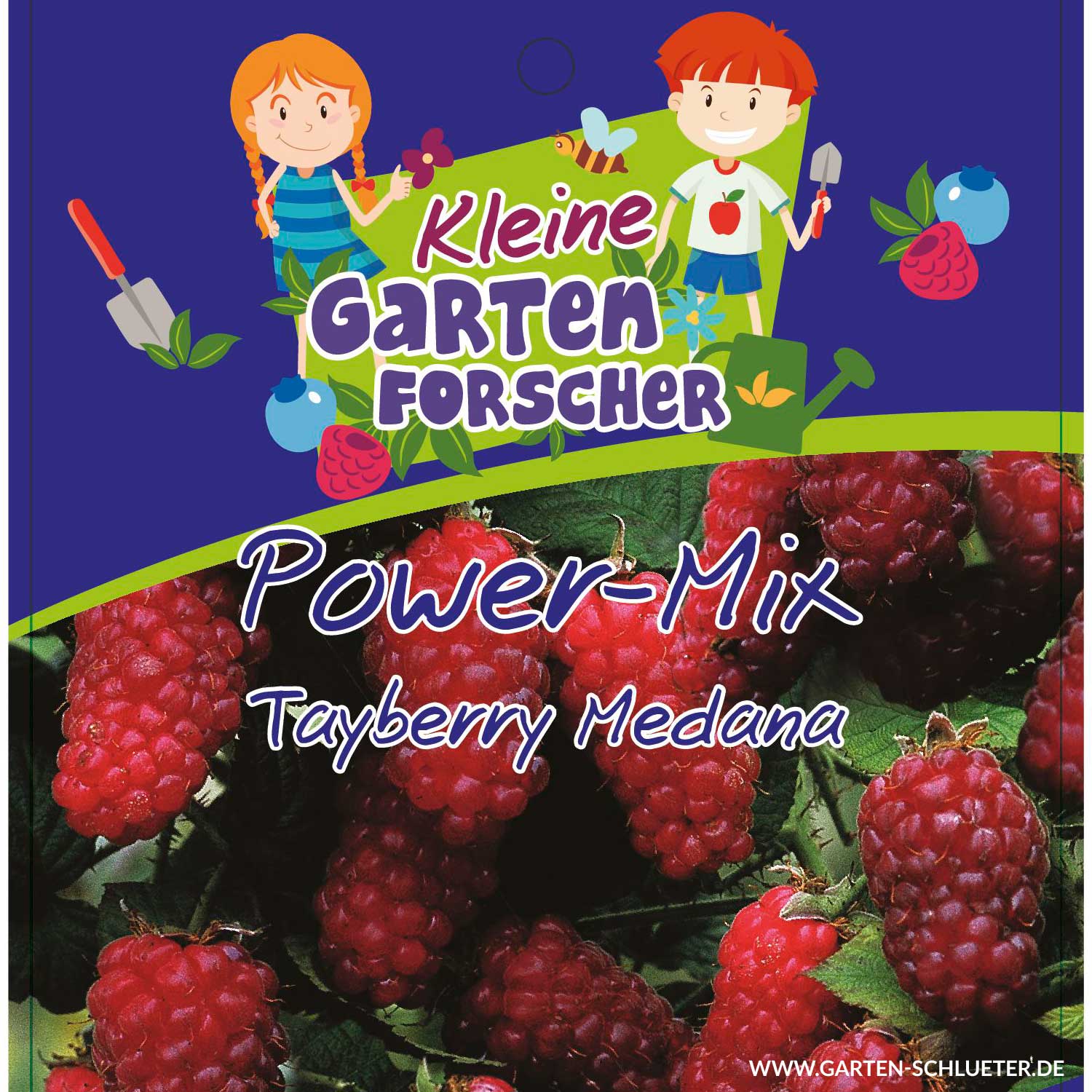 Tayberry Medana 'Power-Mix-Beere' - Kleine Gartenforscher Lieferform: Im 2 Liter Topf Tayberry Medana 'Power-Mix-Beere' - Kleine Gartenforscher Lieferform: Im 2 Liter Topf von Kleine Gartenforscher