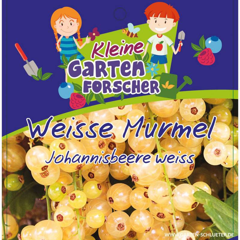Weiße Johannisbeere &#039;Weiße Murmel&#039;  - Kleine Gartenforscher Halbstamm im 5 Liter Container, Stammhöhe 40-50 cm Liefergröße: Stammhöhe 40-50 cm von Kleine Gartenforscher