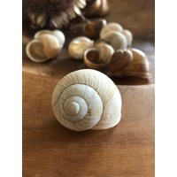 Schneckenhäuser/Basteln/Tischdeko/Dekoration/Ganzjährig/Weihnachtsdeko/Herbstdeko Schneckenhäuser/Basteln/Tischdeko/Dekoration/Ganzjährig/Weihnachtsdeko/Herbstdeko von KleinesReschen