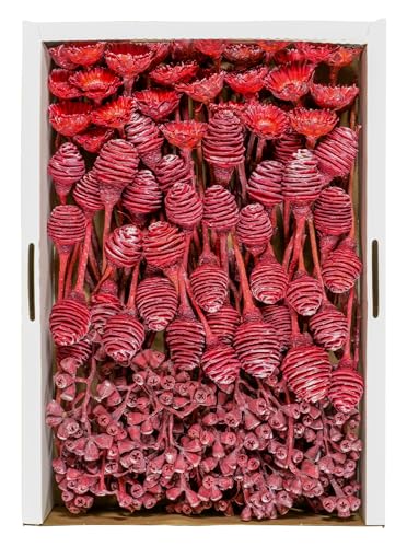 Exoten Sortiment Protea I - Exoten Afrika - 100 Stück Floristenpackung - Naturmaterialien für würdevolle Trauerfloristik & Dekoration (Rot/Frosted) von Klocke Dekorationsbedarf