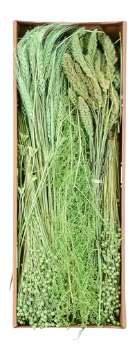 Gräsersortiment 350g - Gemischtes Sortiment - Natürliche Eleganz für Ihre Deko (Salbei) von Klocke Dekorationsbedarf
