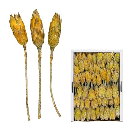 Repens Frosted - Exoten Afrika - Floristenpackung - Naturmaterialien für würdevolle Trauerfloristik & Dekoration (Kiwi, 100 Stück FPK) von Klocke Dekorationsbedarf