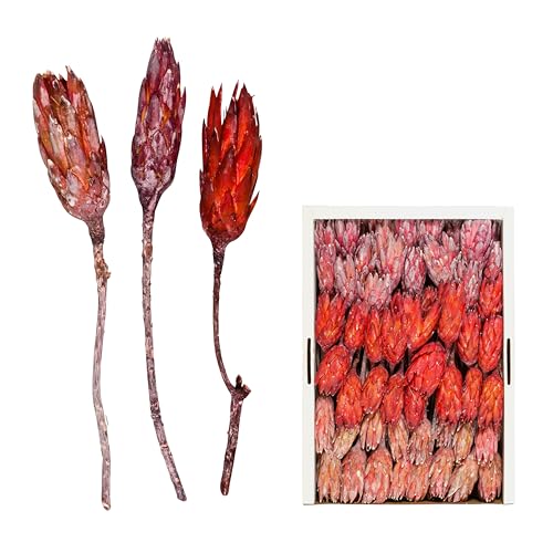 Repens Frosted - Exoten Afrika - Floristenpackung - Naturmaterialien für würdevolle Trauerfloristik & Dekoration (Lavendel, 100 Stück FPK) von Klocke Dekorationsbedarf